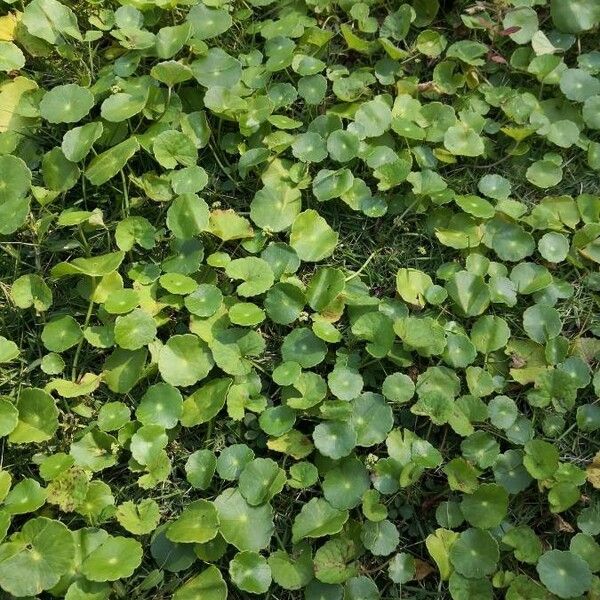 Hydrocotyle vulgaris Celota