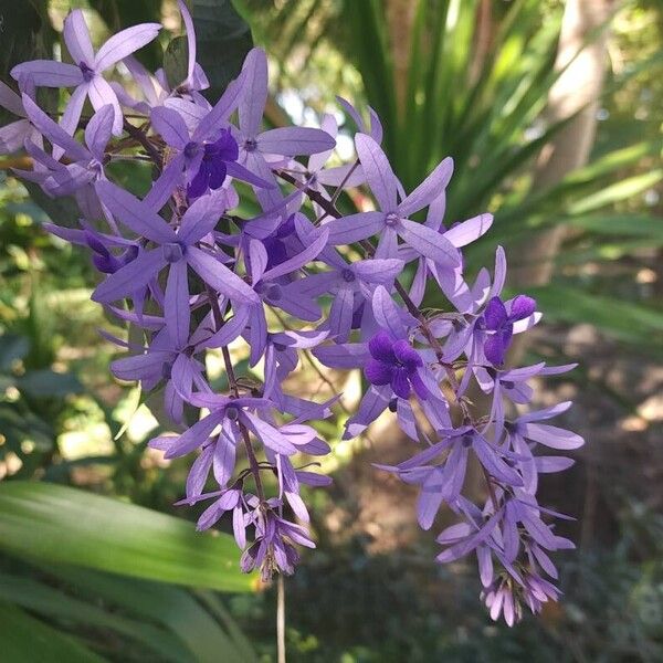 Petrea volubilis Цветок