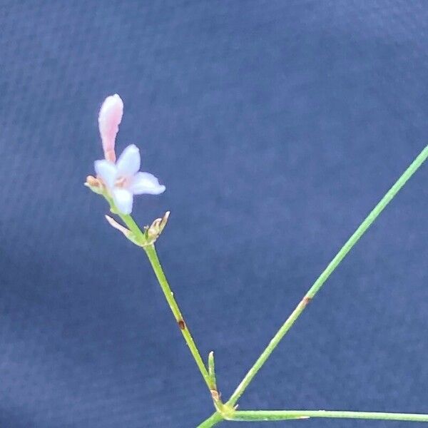 Asperula cynanchica Blüte