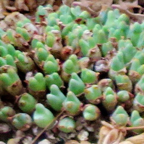 Conophytum blandum पत्ता