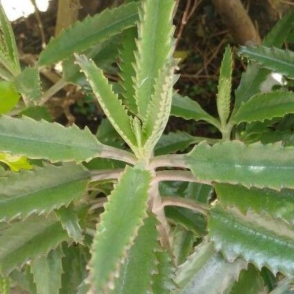 Kalanchoe serrata Leaf