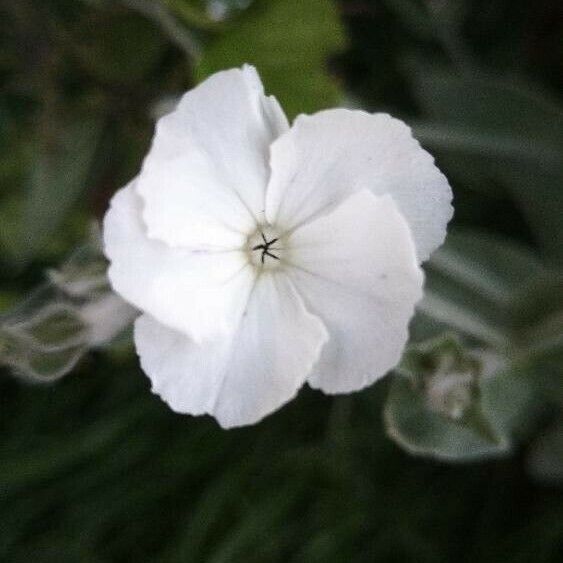 Silene coronaria Kukka