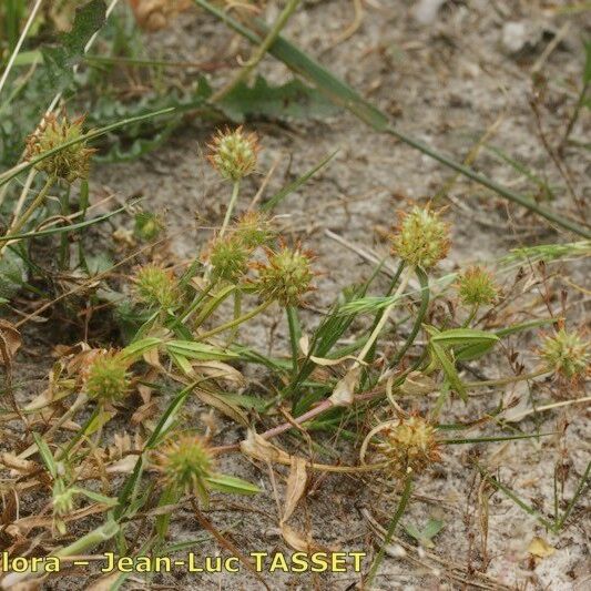 Trifolium strictum Habit