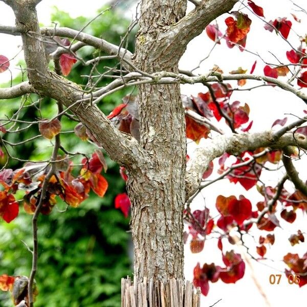 Cercis canadensis Habitat