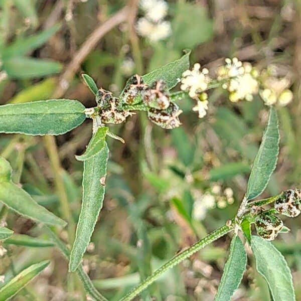 Croton bonplandianus Кветка