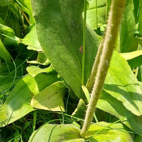 Arnica montana Leaf