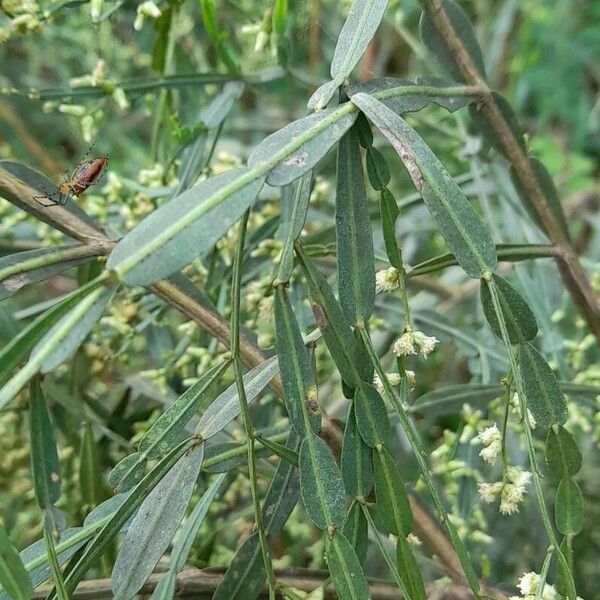 Baccharis articulata Φύλλο