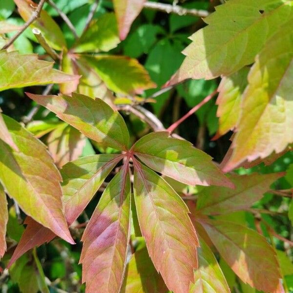 Parthenocissus quinquefolia Листок