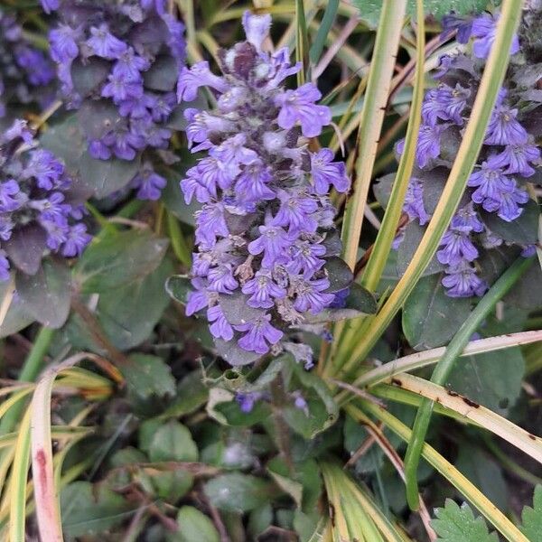 Ajuga genevensis Floare