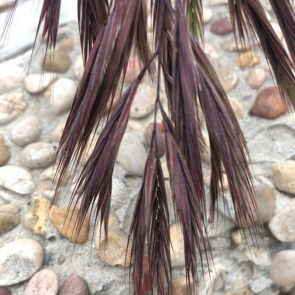 Bromus diandrus फल