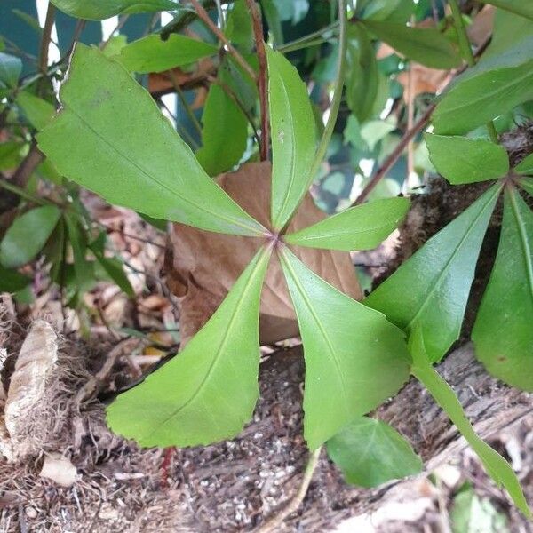 Pseudopanax lessonii Hoja