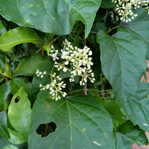 Premna serratifolia Квітка