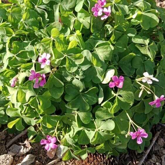 Oxalis articulata Staniste