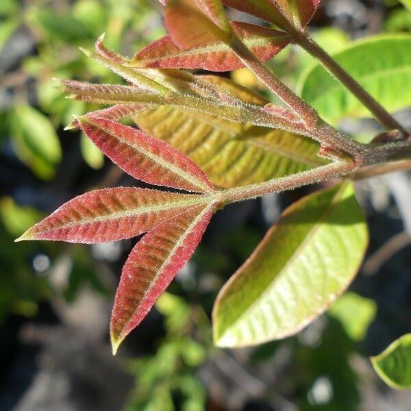 Searsia longipes Folha