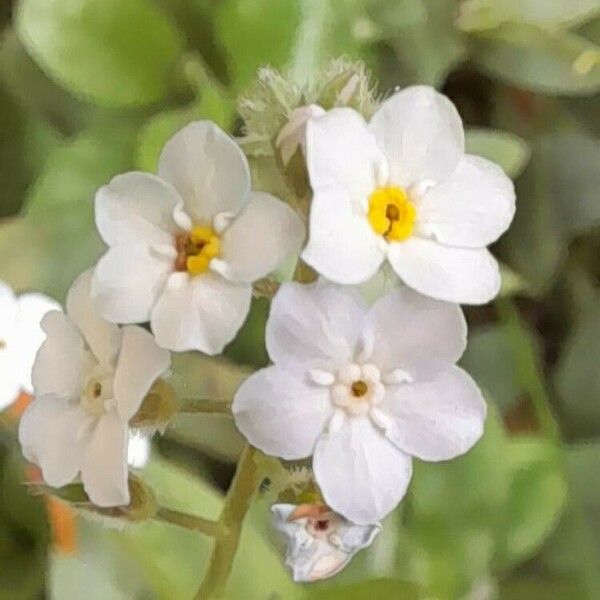 Myosotis arvensis Çiçek