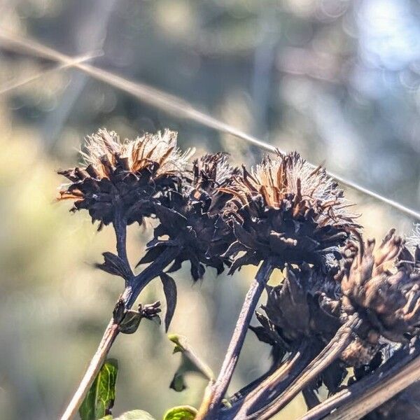 Pentanema spiraeifolium Frucht