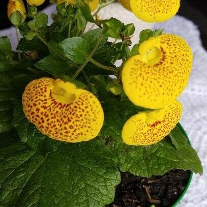 Calceolaria integrifolia Kwiat