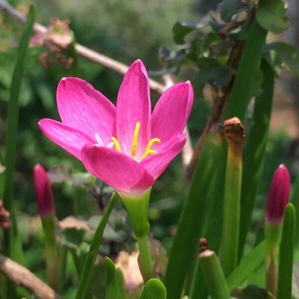 Zephyranthes carinata Kvet