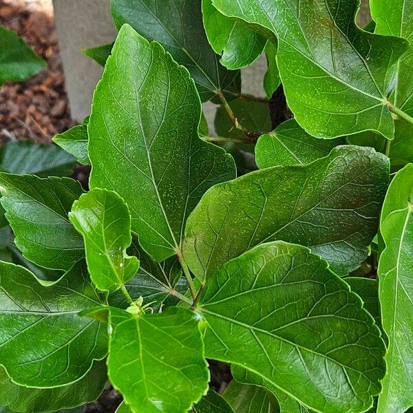 Hibiscus rosa-sinensis Blatt