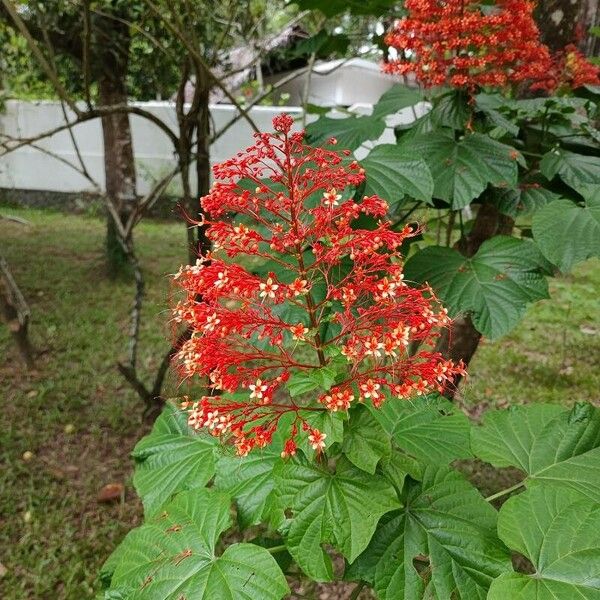 Clerodendrum paniculatum Цветок