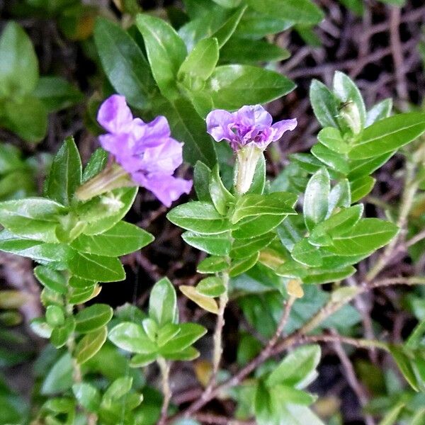 Fagonia cretica Leaf