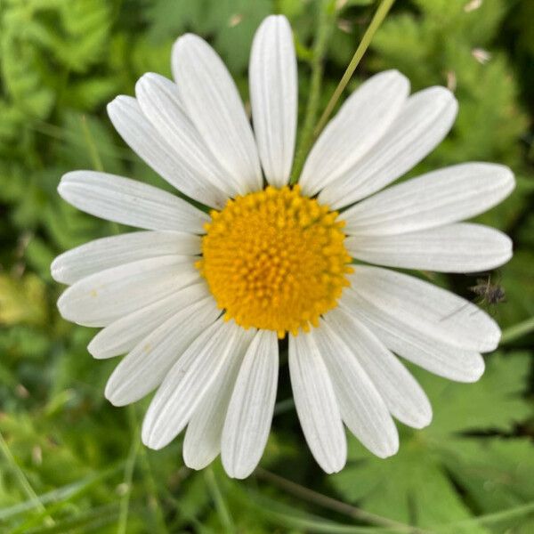 Leucanthemum vulgare Flower