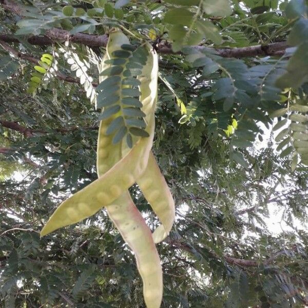 Gleditsia triacanthos Vrucht