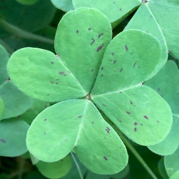 Oxalis pes-caprae Foglia