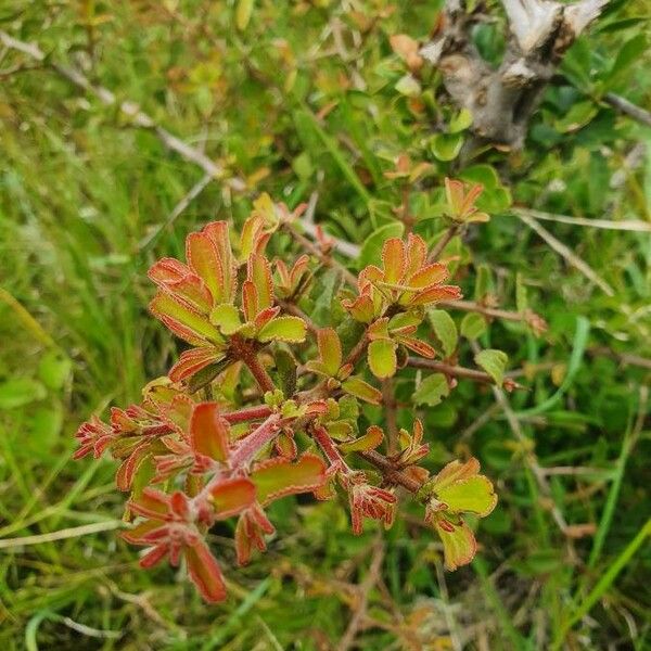 Gymnosporia putterlickioides Leaf