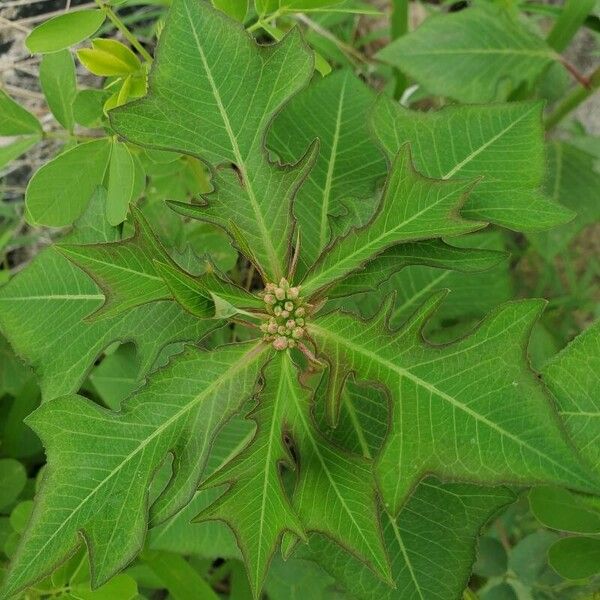 Euphorbia heterophylla Deilen