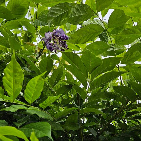 Wisteria floribunda Vekstform