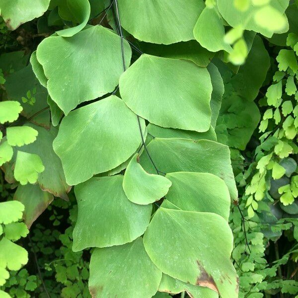 Adiantum peruvianum Leaf