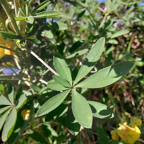 Crotalaria grahamiana Цвят