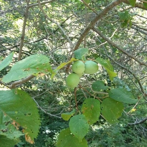 Prunus brigantina Лист