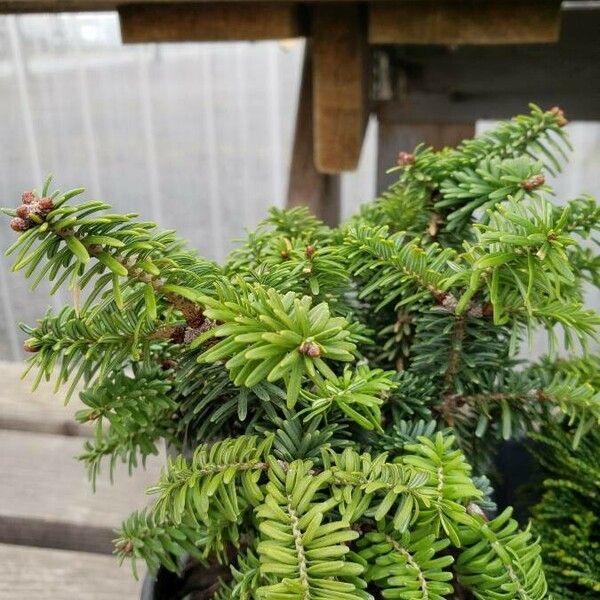 Abies balsamea ശീലം