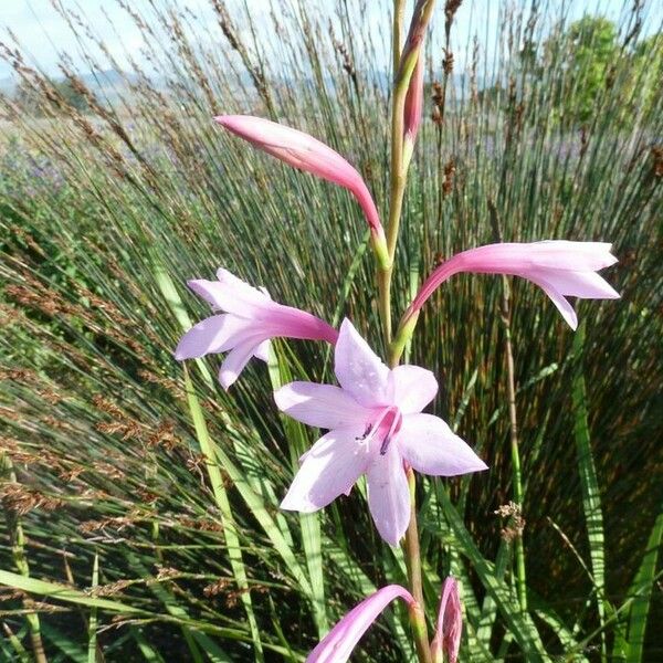 Watsonia borbonica Flower