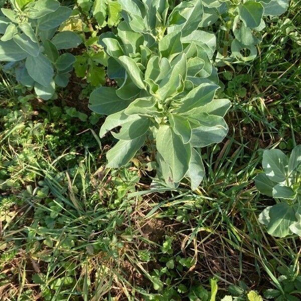 Vicia faba Lapas