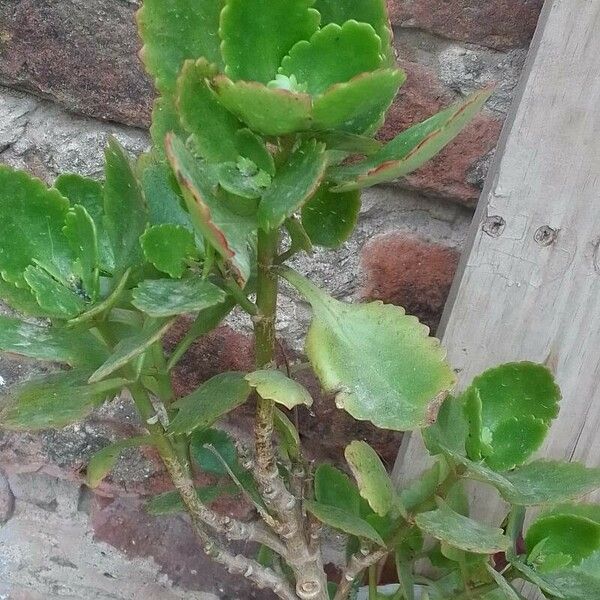 Kalanchoe crenata Лист