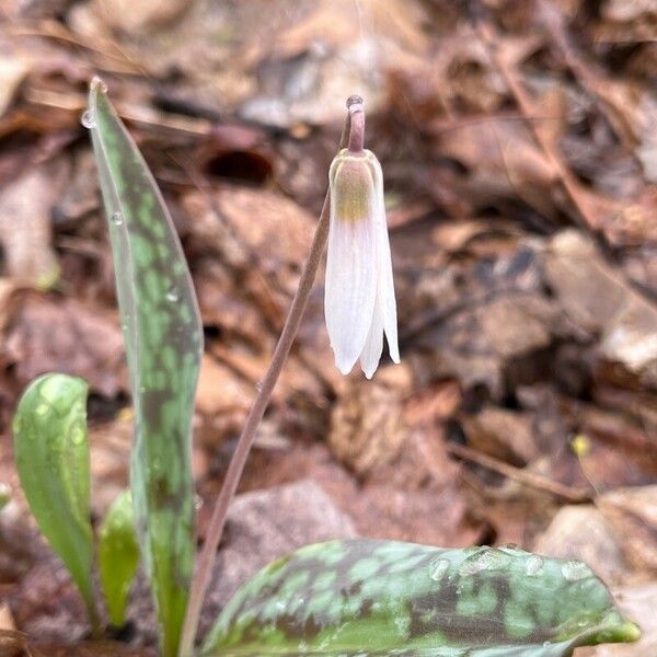 Erythronium albidum Flower