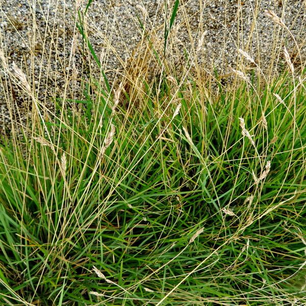 Sesleria caerulea Habitus