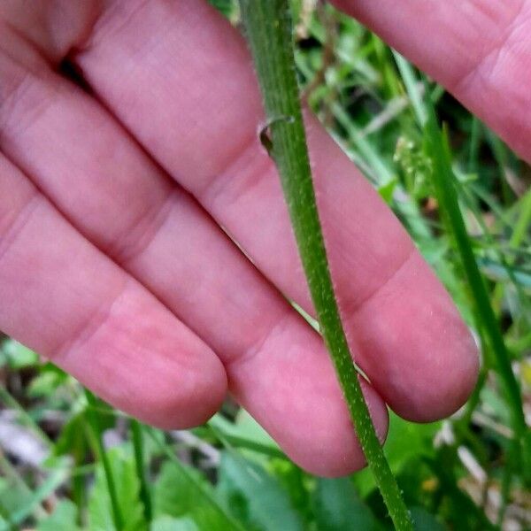 Leontodon hispidus Bark