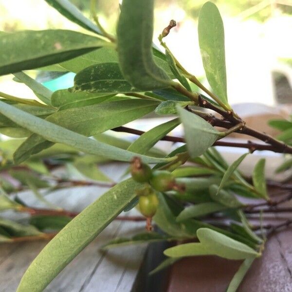 Garcinia balansae Leaf