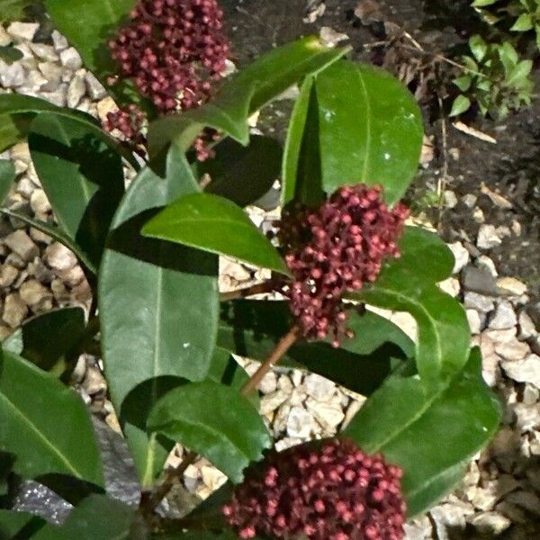 Skimmia japonica പുഷ്പം