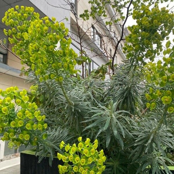 Euphorbia characias Fuelha