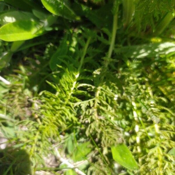 Pedicularis comosa Leaf