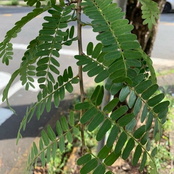 Tamarindus indica 葉