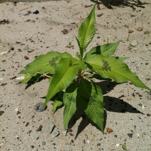 Persicaria lapathifolia Blatt