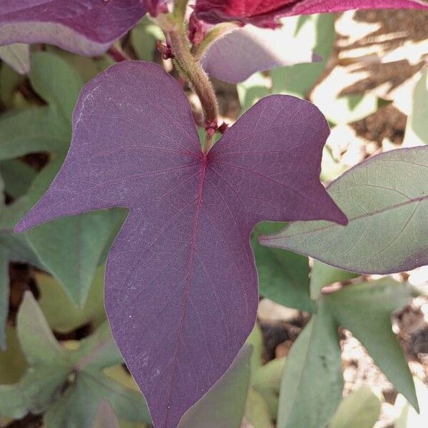 Ipomoea batatas Ліст