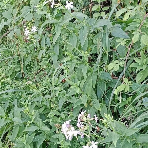 Saponaria officinalis Plante entière