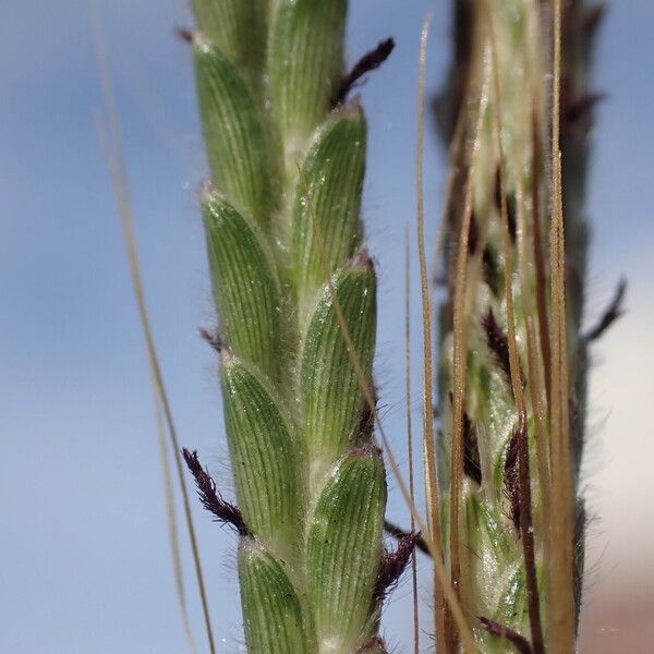 Dichanthium aristatum Vrucht